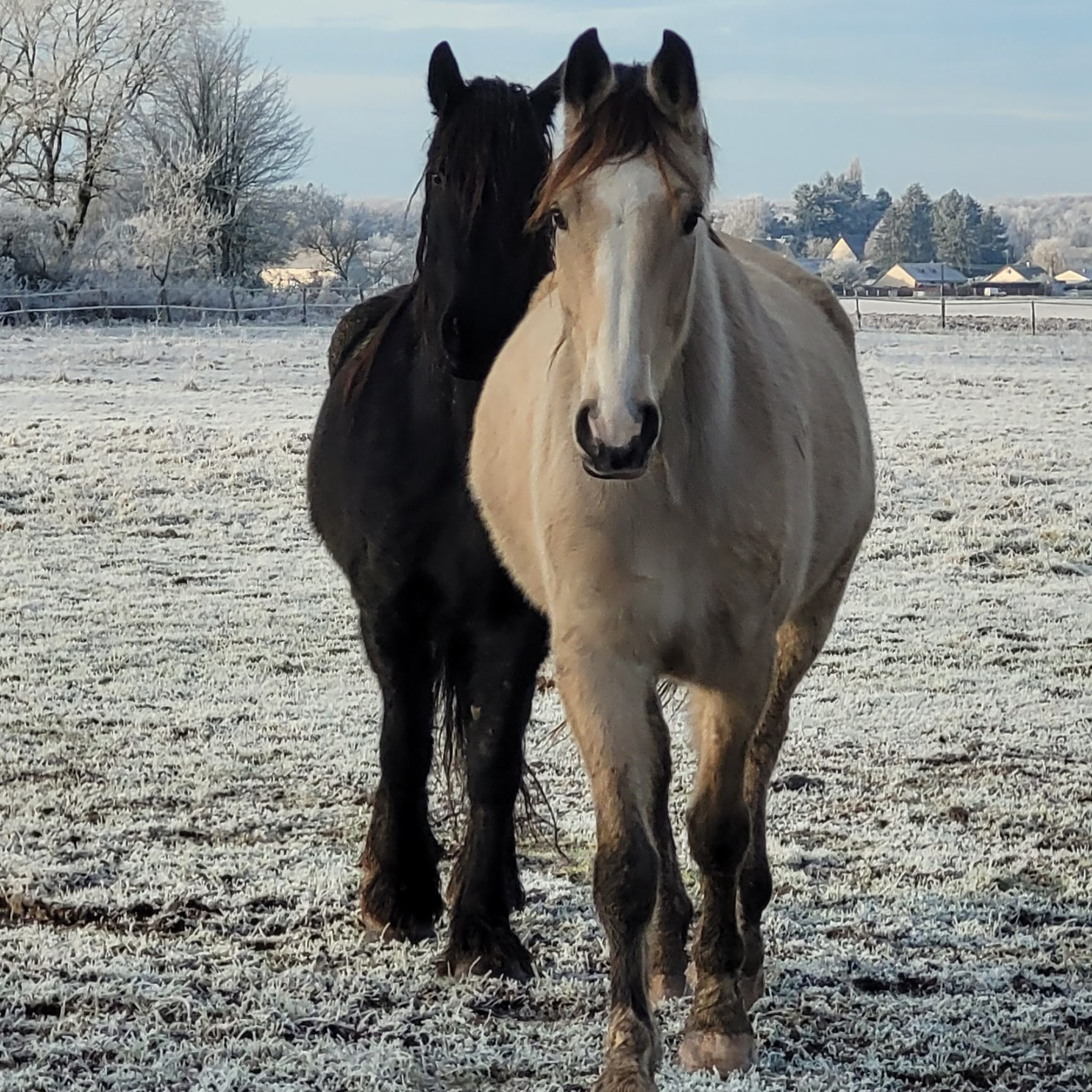 un cheval beige et derrière un cheval noir dans un paysage enneigé et dans une plaine