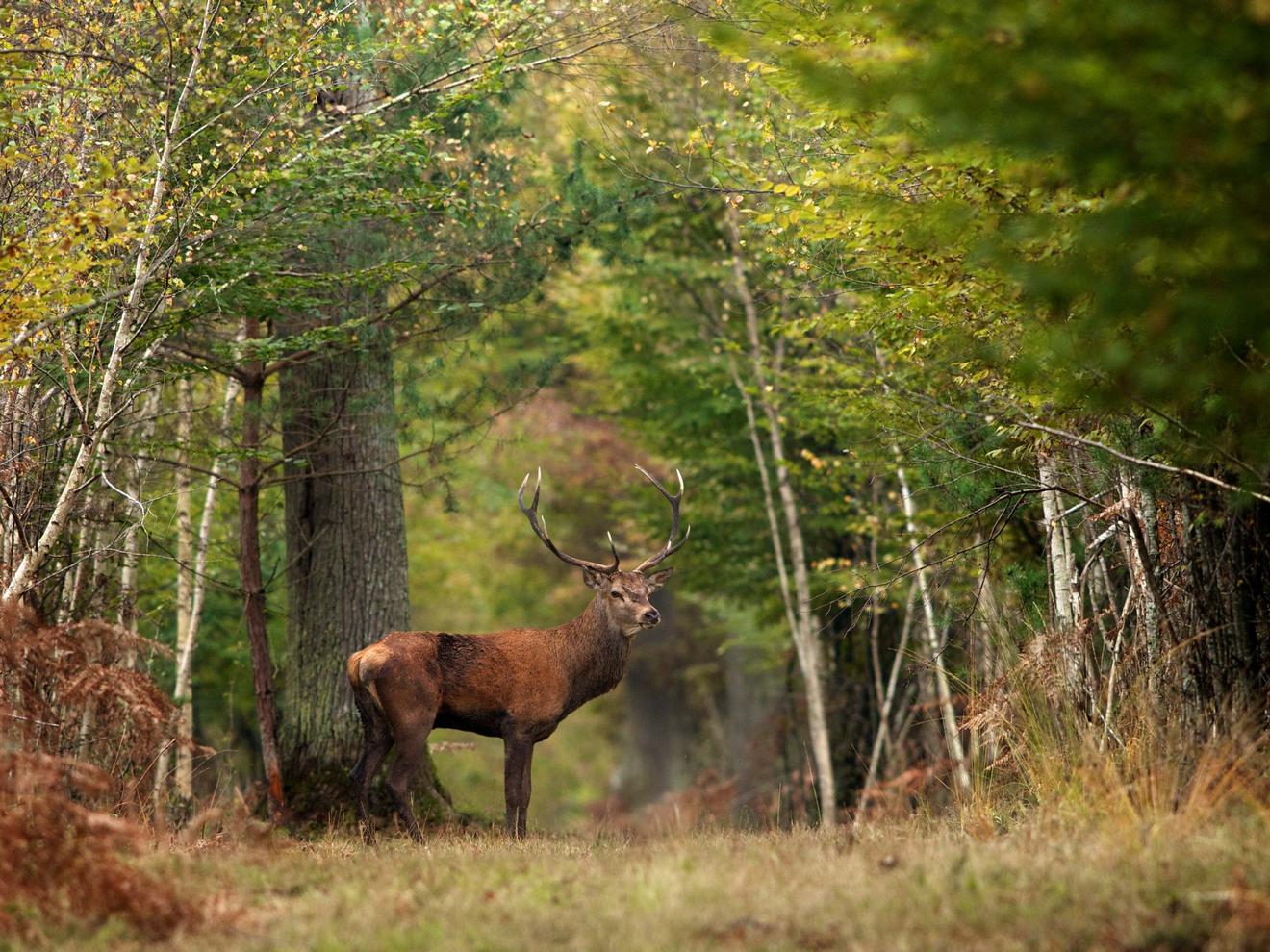 Photo en forêt durant l'automne avec un cerf